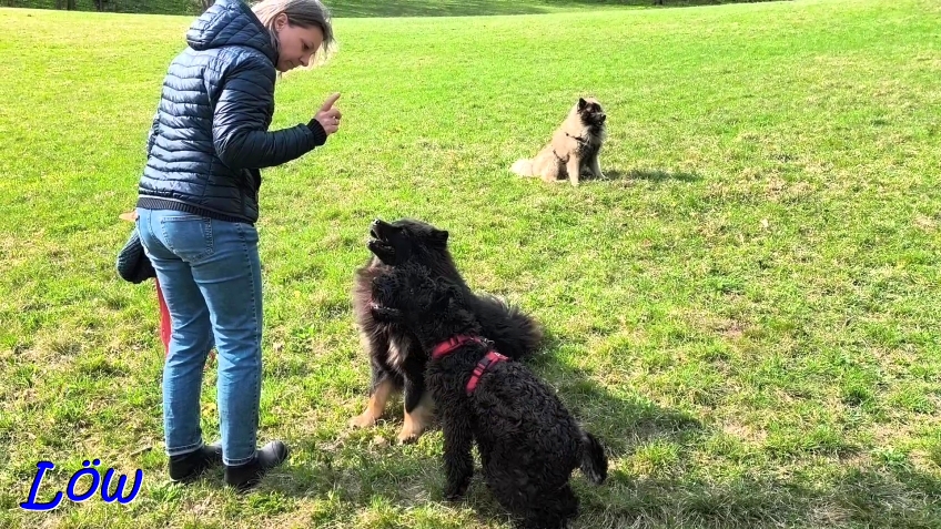 8.4.2025 - Hundeschule?